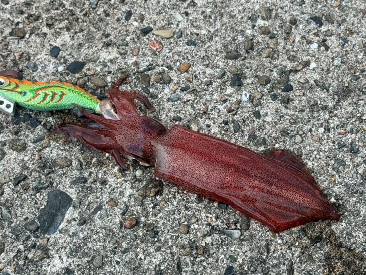ケンサキイカ