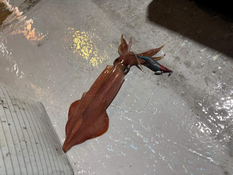 ケンサキイカ