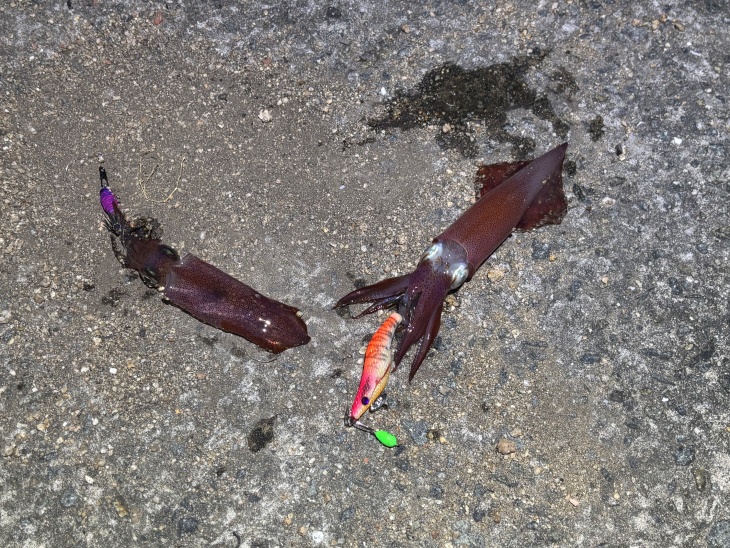 ケンサキイカ