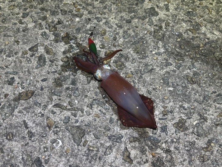 ケンサキイカ