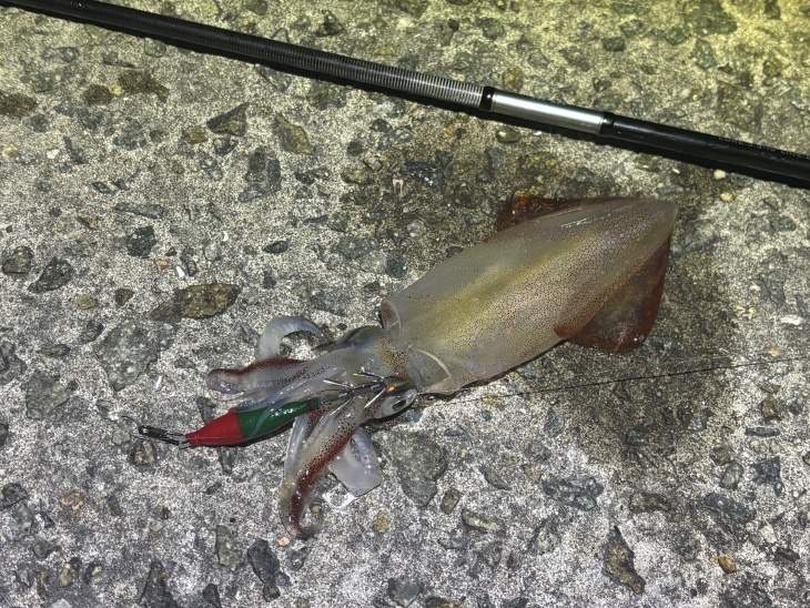 ケンサキイカ