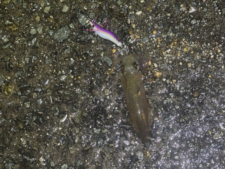 ケンサキイカ