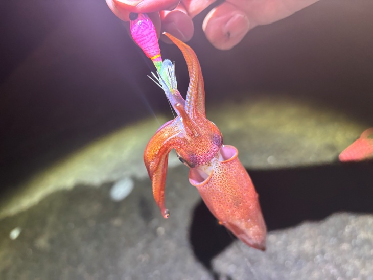 ケンサキイカ