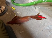 シロイカ
