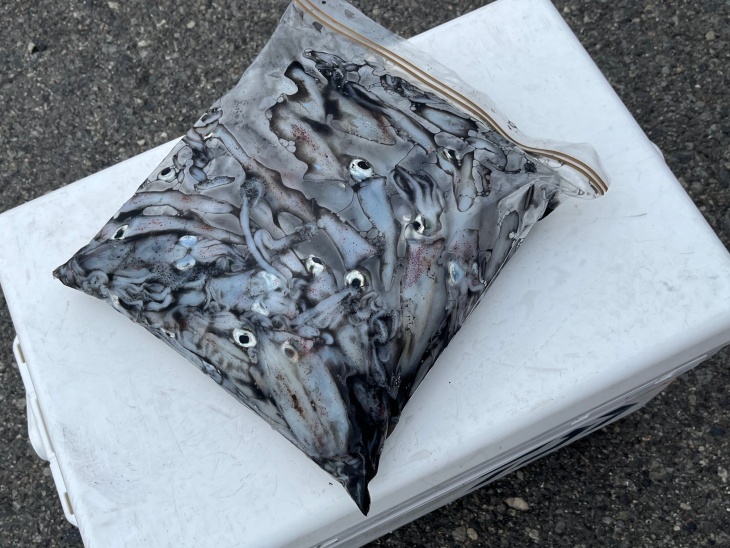 チビケンサキイカ釣果