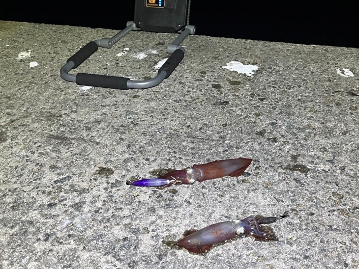 集魚灯