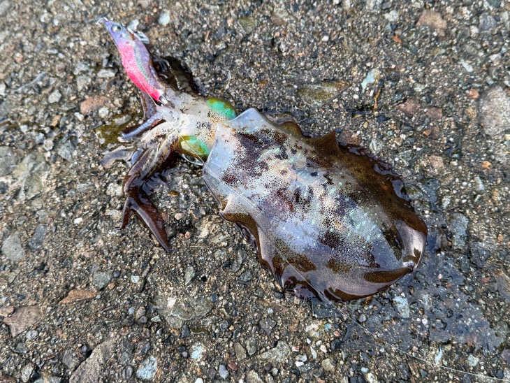 アオリイカ