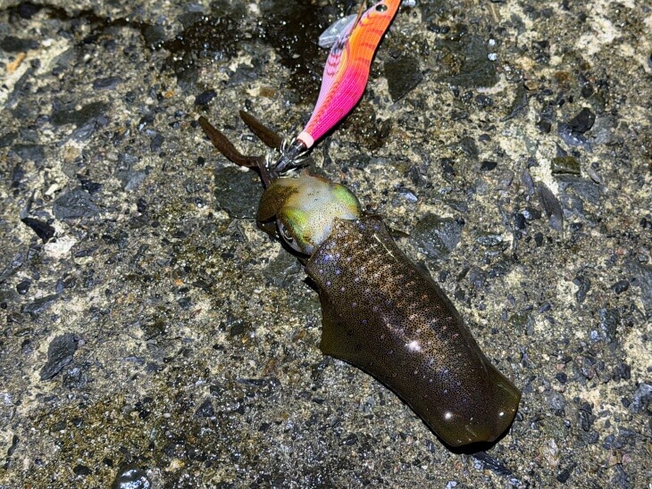 アオリ
