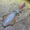 アオリ