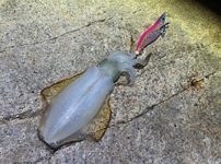 アオリ