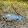 アオリ