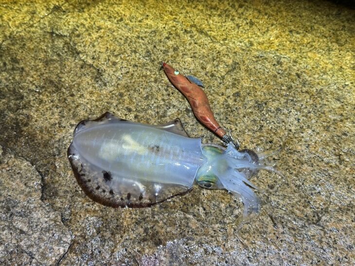 アオリ