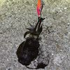 アオリイカ