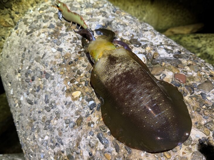 アオリイカ