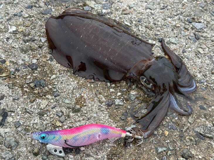 アオリイカ