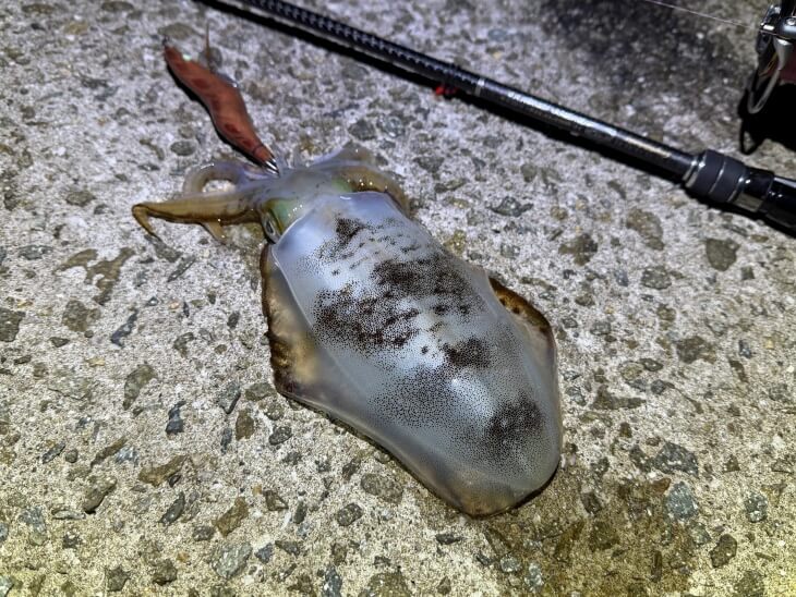 アオリイカ