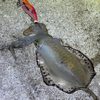 アオリイカ